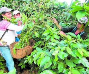 Se busca fortalecer el rubro del café en la región centroamericana.