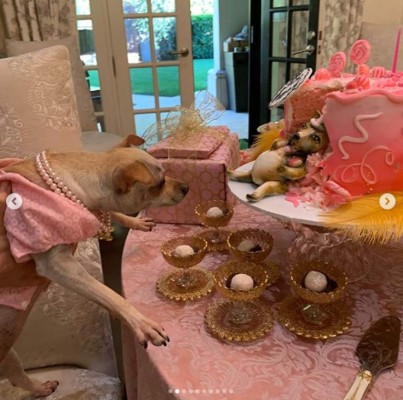 FOTOS: Sofía Vergara celebra extravagante fiesta de cumpleaños a su perrita