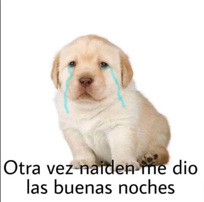 Los divertidos memes del perrito que han causado furor en Facebook