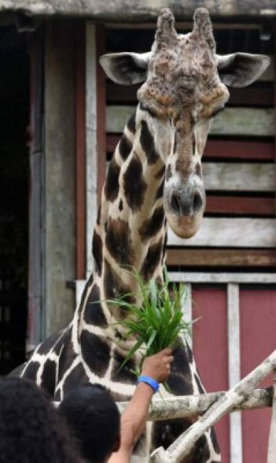 FOTOS: Joya Grande, un zoológico que sufre por falta de recursos económicos