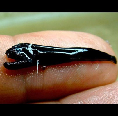 'Alien', el pez marino