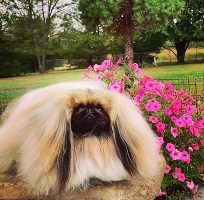 Wasabi, el pequinés que ganó el concurso canino Westminster al 'Mejor show”