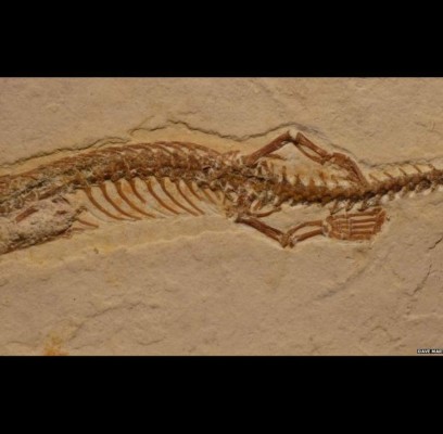 Serpiente de cuatro patas