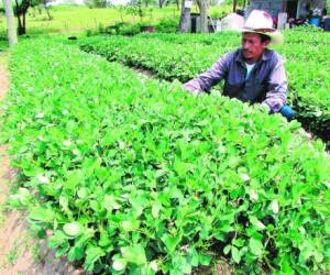 La siembra experimental de cacahuate o maní abre nuevos mercados.