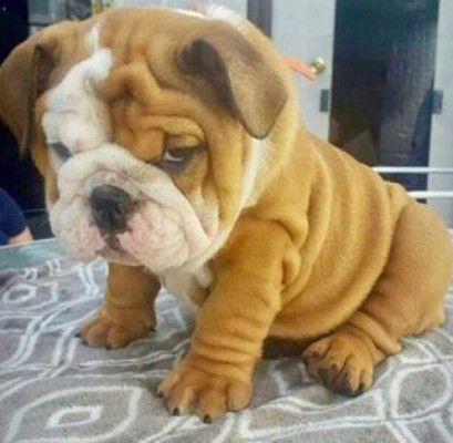 Hondureños comparten las fotos de sus mascotas