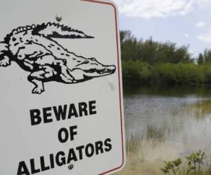 En las aguas dulces de la laguna Nichupté, donde se realizan deportes acuáticos, habitan cocodrilos cuyo tamaño puede superar los tres metros. (Foto: La Nación/ El Heraldo Honduras/ Noticias de Honduras)
