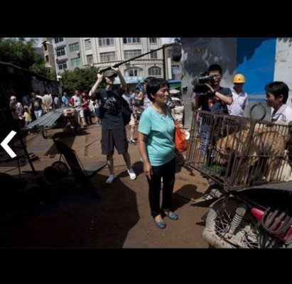 Mujer compra 100 perros para salvarlos de ser comidos
