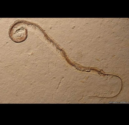 Serpiente de cuatro patas