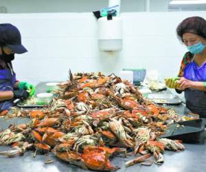 Las empresas de cangrejo dependen de los trabajadores que traen de México y otras partes de América Latina, quienes entran con visados temporales H-2B.