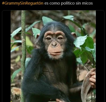 Invaden redes con graciosos memes sobre polémica del reguetón en los Latin Grammy  