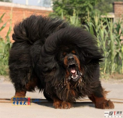 Hombre pagó 2 millones de dólares por un perro