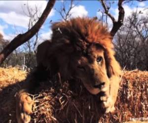 Los leones fueron llevados hasta una reserva para que vivieran en su hábitat natural.