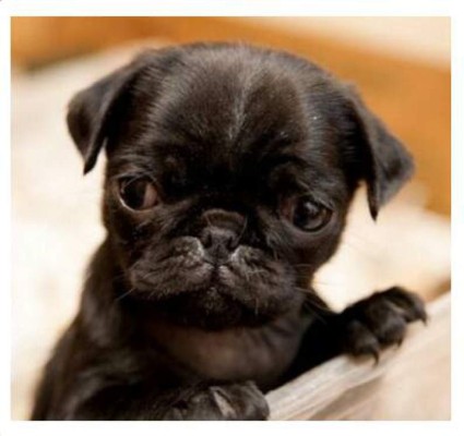 Los caninos de nuestros lectores