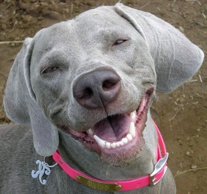 Enfermedad periodontal en gatos y perros