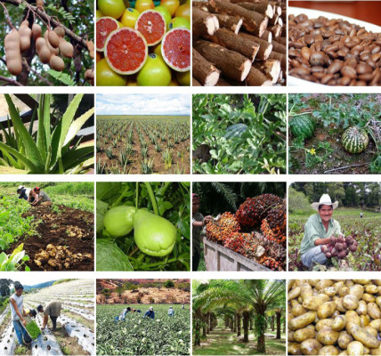 Empresa de mercadeo impulsa exportación de lo hecho en Honduras