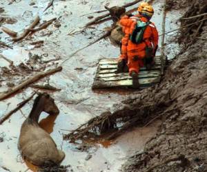 Socorristas proceden al rescate de unos semovientes hallados con vida. (Fotos: AFP)
