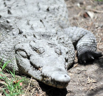 Los inquilinos del Rosy Walther siguen atrayendo a los capitalinos