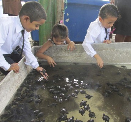 Honduras: Un éxito la liberación de la tortuga golfina en las playas del Pacífico