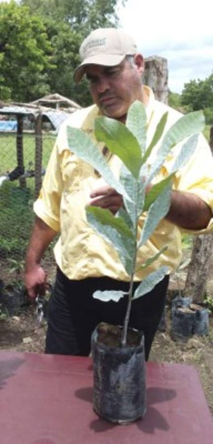 Proyectan ampliar siembra y producción de marañón en 2016