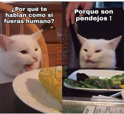 Los memes más graciosos del gato en la mesa y la mujer gritando