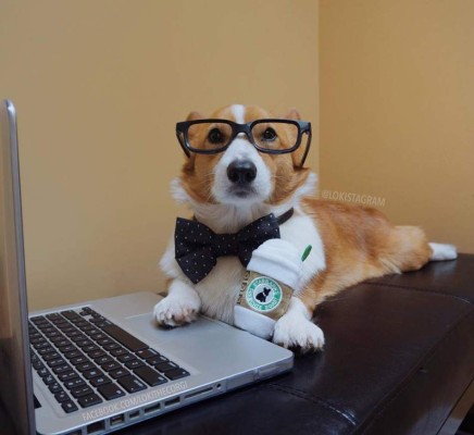 Loki , 'el perro comediante” encanta con sus graciosas publicaciones