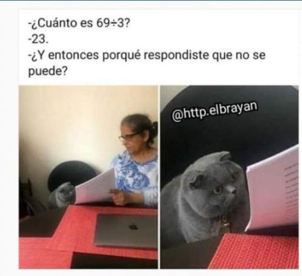 Memes virales de 2019: Gatos y el pollito amarillo entre los más compartidos