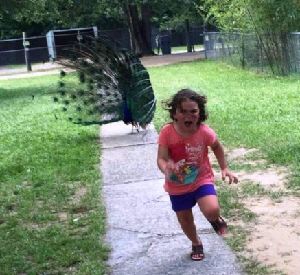 Le toman foto escapando de un pavo real y el Photoshop no se hizo esperar