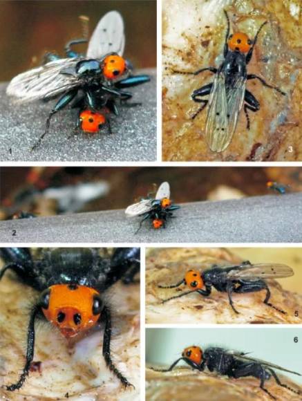 Moscas carnívoras: Todo lo que debes saber sobre este insecto que se creía extinto