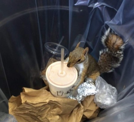 La ardilla y el batido de chocolate