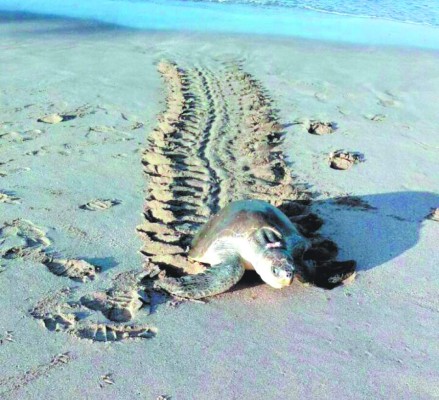 Arranca con buen suceso la veda de tortuga marina