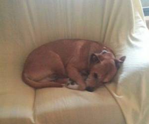 No hay ningún caso documentado de contagio del ébola de perros a personas.