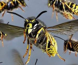 Las avispas no permiten que se juegue en el Estadio Municipal Perovolion.