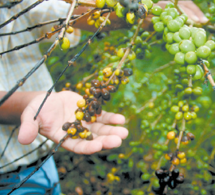 Auguran baja producción de café a causa de la roya