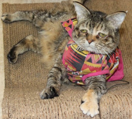 &nbsp;La terrible historia de Tucker, la gata más triste del mundo&nbsp;&nbsp;