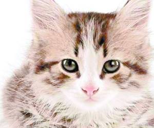 La carne preferida en vietnam es la de gato