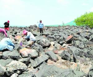 Al bajar la marea las marisqueras ingresan a las chiqueros para recolectar.