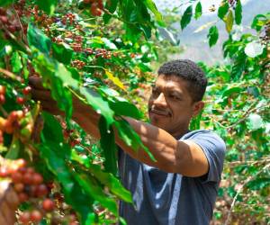 Los pequeños productores de café que participan en el proyecto para crear la central de información podrán acceder a financiamiento en el sistema financiero hondureño.