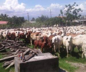 El ganado fue asegurado en el Rancho Lima Corral, en Cortes, zona norte de Honduras.