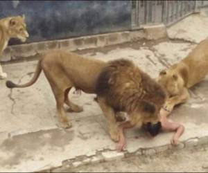 En las fotografía se ve como la pareja de leones se acercan al joven que está completamente desnudo.
