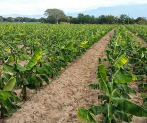 Se cosechan más de 900 mil plantas al año.