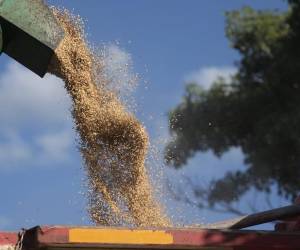 La cosecha de arroz dinamizó el empleo agrícola temporal en corte y poscosecha, generó mayores ingresos por manzana de arroz, permitió la capacidad de pago y planificación financiera de los hogares productores.