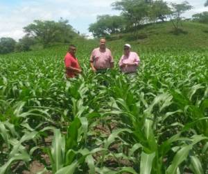 Personal técnico de Dicta ha inspeccionado las milpas del departamento.