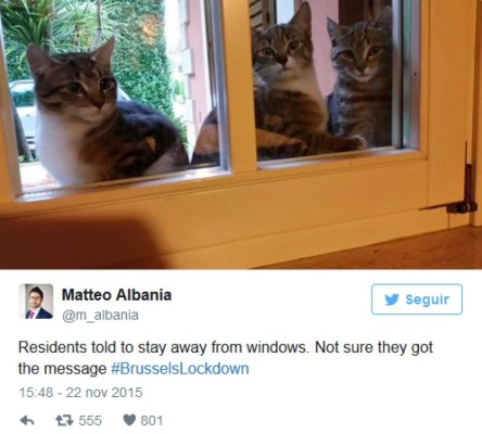 Usan gatos para atraer turistas a Bruselas