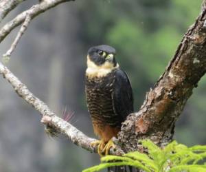 Este es el Bat falcon. Este halcón no es común de Gracias ni municipios cercanos, no obstante lo pudimos observar en el Canopy de La Campa, por lo que a consideración del experto en aviturismo, podría tomarse como un nuevo registro para esa zona.