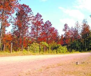 El gorgojo ya fue controlado en ocho brotes de bosque del Distrito Central.