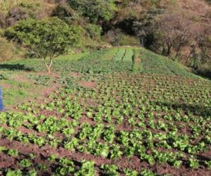 Las autoridades de Banasupro realizan supervisiones en comunidades como San Juan del Rancho.Foto : EL HERALDO