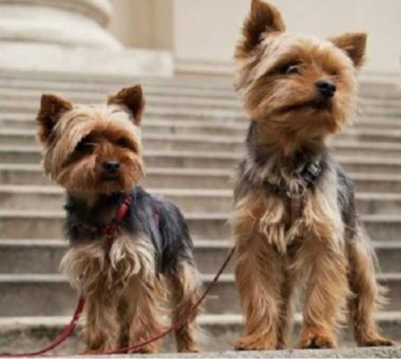 Johnny Depp y Amber Heard, finalmente separados