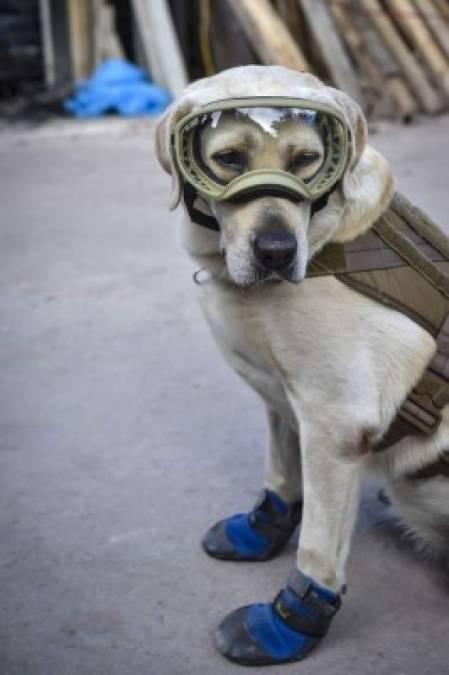 Frida, la heroína que ladra y no usa casco tras sismo en México