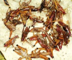 Expertos debatirán si los insectos pueden paliar el hambre en el mundo. (Foto: Tomada de Impacto.mx)