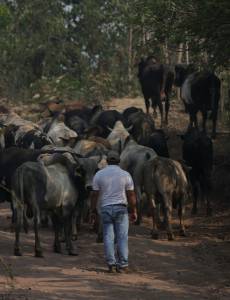 La Unidad Investigativa de EL HERALDO Plus constató que miles de cabezas de ganado ya se encuentran en el interior de la zona núcleo de la Reserva de la Biósfera del Río Plátano.